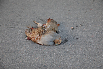 A dead quail bird on the asphalt in the city crashed in flight against the building of a house.