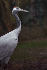 Red-crowned crane
