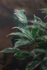 Chinese water dragon