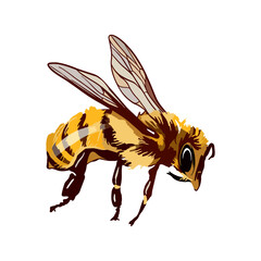 Honey bee. Vector illustration isolated on white background.