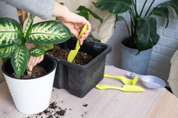Repotting a home plant Dieffenbachia Tropic Snow into a new pot in home interior in a double pot with automatic watering. Caring for a potted plant, close-up