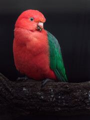 Australian king parrot