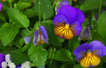 Cultivated pansy. Multicolored flowers of Viola tricolor. multi-colored varieties of pansies. Macro shoot in nature