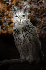Eurasian eagle-owl