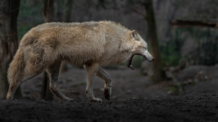 Arctic wolf