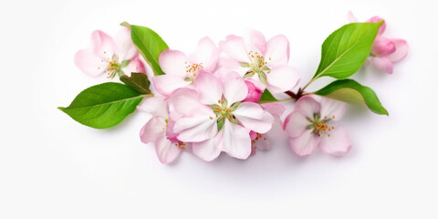 Naklejka premium The Beauty of Simplicity: Japanese Cherry Blossoms in a White Space. AI Generated Art. Whitespace, Wallpaper, Background. Beauty Concept. Timeless.