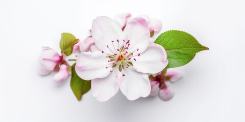 Naklejka na ściany i meble The Sweet Serenity of Japanese Cherry Blossoms. AI Generated Art. Whitespace, Wallpaper, Background. Beauty Concept. Timeless.