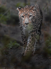 Persian leopard