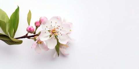 Obraz premium The Perfect Balance of Grace and Elegance: Japanese Cherry Blossoms. AI Generated Art. Whitespace, Wallpaper, Background. Beauty Concept. Timeless.