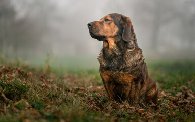 Alpine Dachsbracke