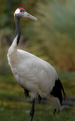 Red-crowned crane