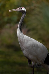Red-crowned crane