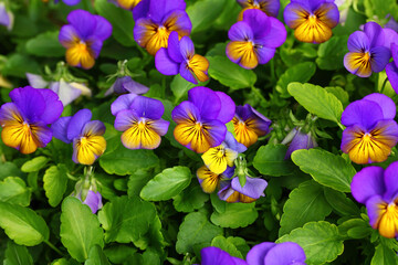 Cultivated pansy. Multicolored flowers of Viola tricolor. multi-colored varieties of pansies. Macro shoot in nature