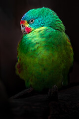 Swift parrot