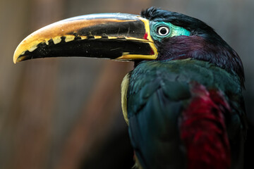 Chestnut-eared aracari