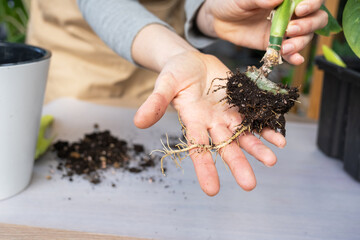 The earthen lump of a home potted plant is entwined with roots, the plant has outgrown the pot. The...
