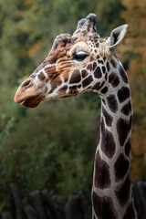 Reticulated giraffe