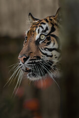 Sumatran tiger