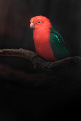 Australian king parrot