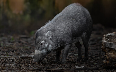 Visayan warty pig