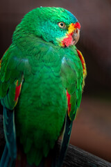 Swift parrot