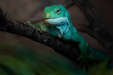 Fiji banded iguana
