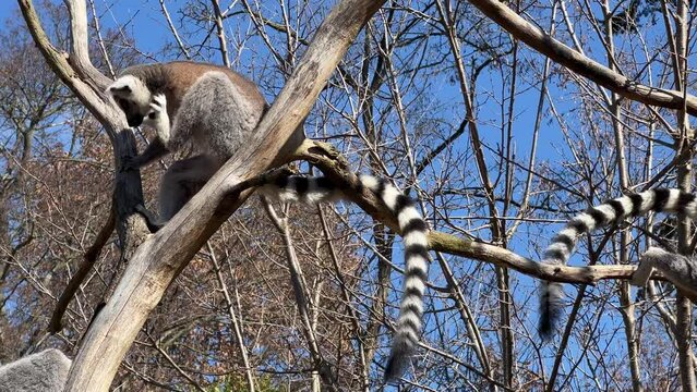 Ring-tailed lemur. Cute and funny lemurs against the blue sky. Stock video clip. 4K