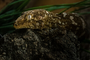 New Caledonian giant gecko