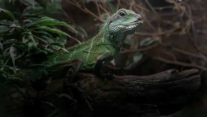 Chinese water dragon
