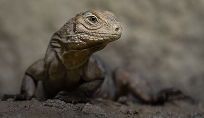 Cuban rock iguana