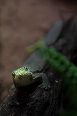 Phelsuma standingi