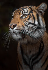 Plakat Sumatran tiger