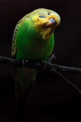 Budgerigar