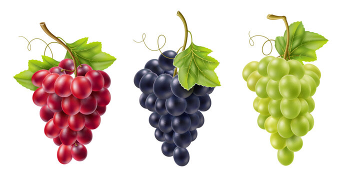 Realistic grape bunch. Isolated vines fruits on branches, different colors, varieties, green, black and red, alcoholic drinks raw materials, 3d isolated elements. Utter vector set