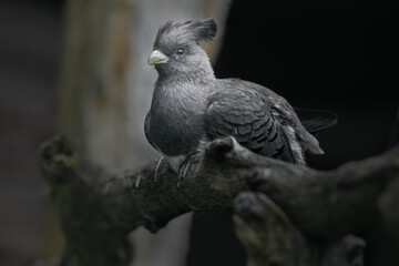 White-bellied go-away-bird