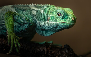 Fiji banded iguana