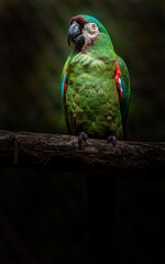 Chestnut-fronted macaw