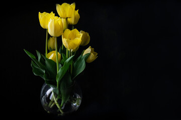 Yellow tulips in a transparent glass vase on a black background