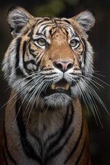 Fototapeta premium Sumatran tiger