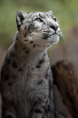 Fototapeta premium Snow leopard (Irbis)
