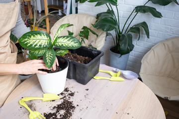 Repotting a home plant Dieffenbachia Tropic Snow into a new pot in home interior in a double pot...
