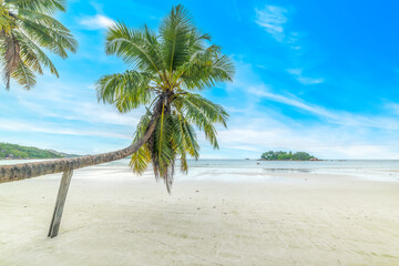 Leaning palm tree in Anse Volbert
