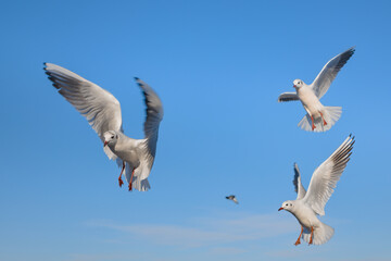 Seagulls flying near the sea, with the blue color of sky in the background