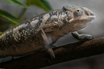 Panther chameleon