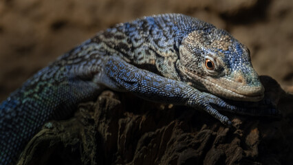 Blue-spotted tree monitor