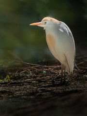 Cattle egret