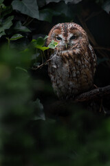 Tawny owl