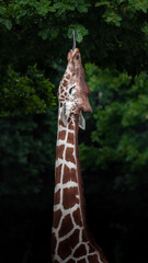 Reticulated giraffe