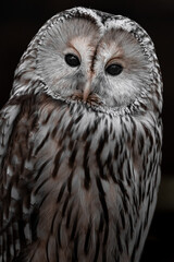 Ural owl