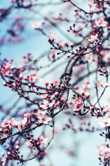 Cherry Blossom